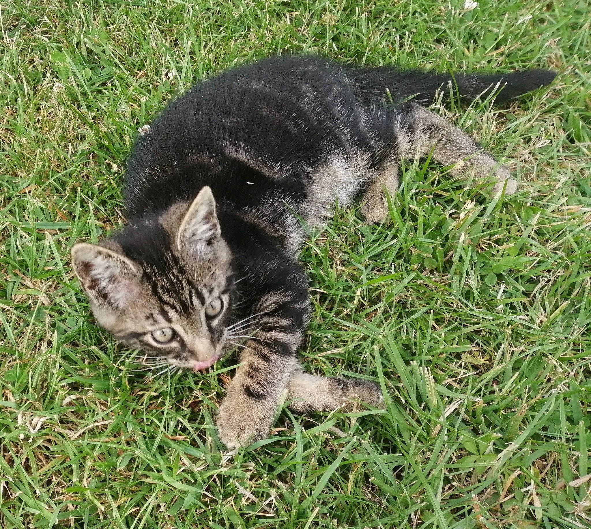 Radis a rejoint le concours — aidez-le/la à gagner de superbes lots ! carnivore, cat, claw, domestic_short_haired_cat, felidae, fur, grass, groundcover, lawn, paw, small_to_medium_sized_cats, snout, tail, terrestrial_animal, whiskers