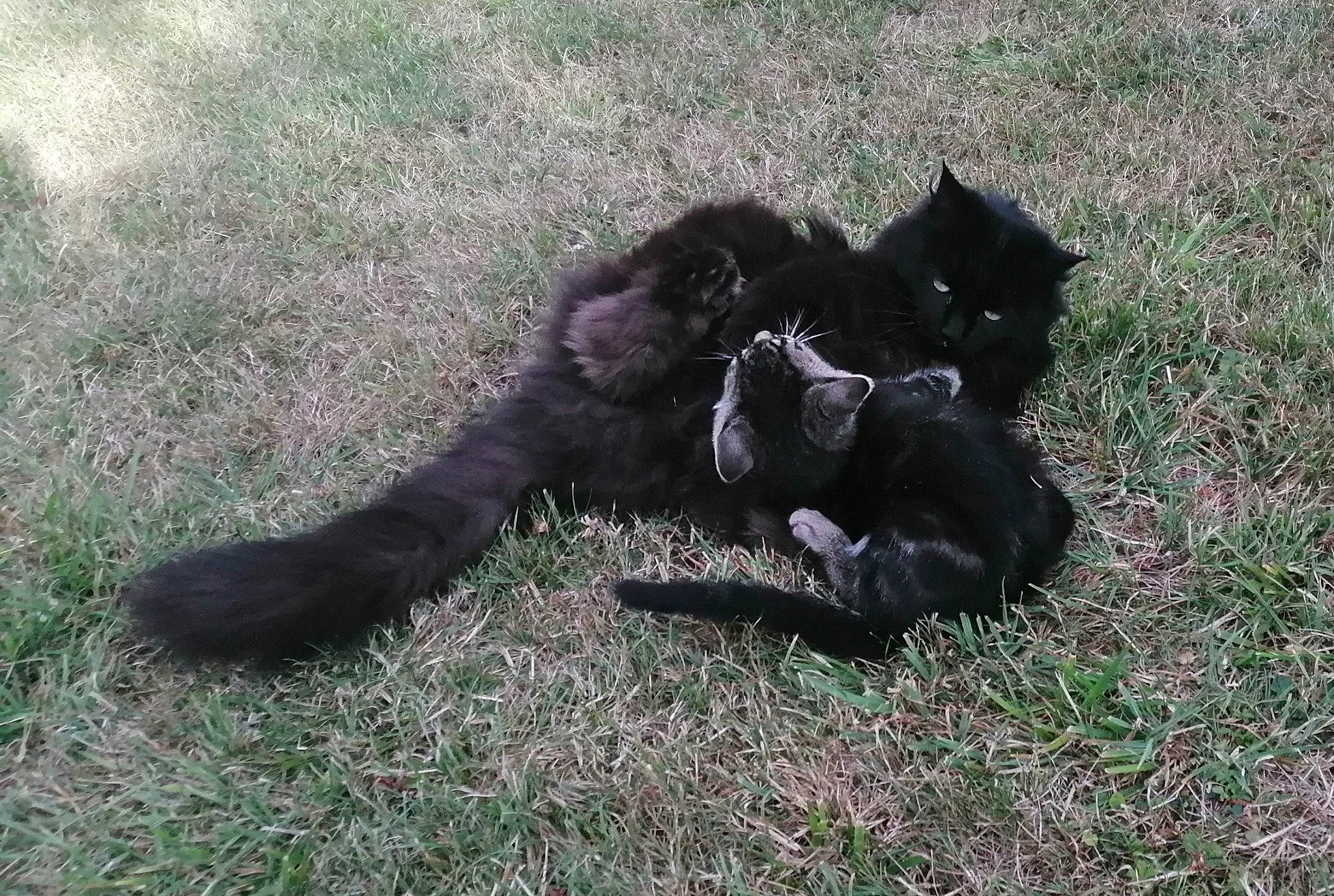 Radis a rejoint le concours — aidez-le/la à gagner de superbes lots ! bombay, canidae, carnivore, cat, dog_breed, felidae, fur, grass, groundcover, paw, small_to_medium_sized_cats, sporting_group, tail, terrestrial_animal