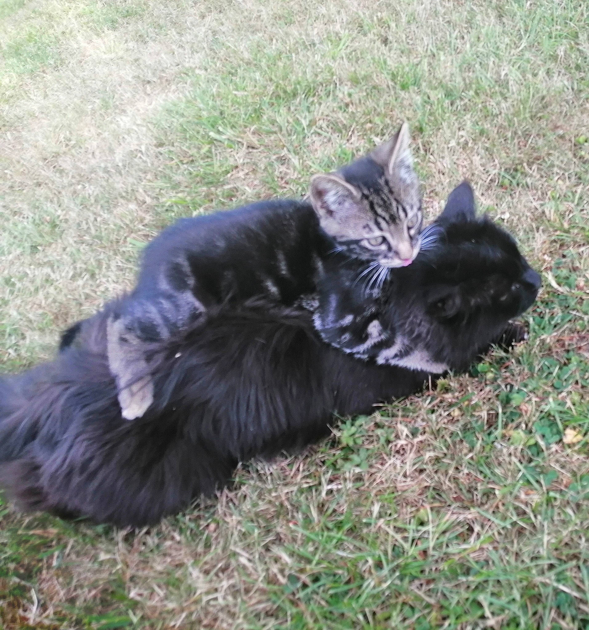 Radis participe au concours pour gagner de l'argent avec cette photo : black_cat, canidae, carnivore, cat, claw, comfort, dog_breed, domestic_short_haired_cat, felidae, fur, grass, groundcover, paw, plant, small_to_medium_sized_cats, snout, sporting_group, tail, terrestrial_animal, whiskers