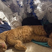 Jackjack is registered to the contest to win money with this photo: cat, orange_tabby, black_cat, sleeping, cozy, blanket, christmas_tree, indoor, pets, fur, resting, holiday, home, cute, animal, feline, soft_lighting, relaxation, comfort, decor