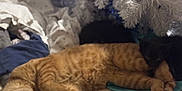 Jackjack is registered to the contest to win money with this photo: animal, black_cat, blanket, cat, christmas_tree, comfort, cozy, cute, decor, feline, fur, holiday, home, indoor, orange_tabby, pets, relaxation, resting, sleeping, soft_lighting
