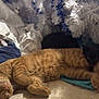 cat, orange_tabby, black_cat, sleeping, cozy, blanket, christmas_tree, indoor, pets, fur, resting, holiday, home, cute, animal, feline, soft_lighting, relaxation, comfort, decor