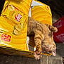 Jackjack joined the competition — help win amazing prizes! cat, orange_tabby, lay's_box, potato_chips, cardboard_box, stretching, paw, relaxed, pet, indoor, floor, yellow, snack_packaging, tabby_fur, cute, sleeping, feline, cozy, domestic_cat, playful
