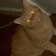 Jackjack is registered to the contest to win money with this photo: animal, cat, closeup, cute, domestic, door, ears, feline, flash, floor, fur, glowing_eyes, indoor, night, orange_tabby, pet, reflection, sitting, tail, whiskers