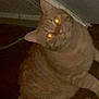 animal, cat, closeup, cute, domestic, door, ears, feline, flash, floor, fur, glowing_eyes, indoor, night, orange_tabby, pet, reflection, sitting, tail, whiskers