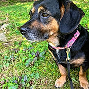 Chloe Jayne is registered to the contest to win money with this photo: animal, calm, canine, close_up, collar, daylight, dog, ears, forest, grass, greenery, leash, mammal, nature, outdoor, paws, pet, quiet, side_view, snout