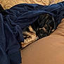 Chloe Jayne joined the competition — help win amazing prizes! animal, blanket, brown, comfort, cozy, cushion, cute, dog, fur, home, indoor, navy_blue, paw, peaceful, pet, relaxed, resting, sleeping, small_dog, snuggled