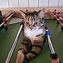 cat, tabby, foosball_table, relaxed, indoor, pet, animal, game, table, feline, brown, white, green_surface, metal_rods, toy_players, striped, cute, paw, closeup, leisure