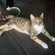 Hôï An a rejoint le concours — aidez-le/la à gagner de superbes lots ! abyssinian, accessories, animal, cat, egyptiancat, formalwear, harness, kitten, leash, manx, pet, strap, tie