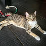 abyssinian, accessories, animal, cat, egyptiancat, formalwear, harness, kitten, leash, manx, pet, strap, tie