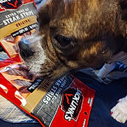 Roxy joined the competition — help win amazing prizes! animal, bed, bedding, blanket, brown_fur, canine, chewing, close_up, curious, dog, focus, food_package, indoor, jack_links, pet, sniffing, snout, steak_strips, texture, white_paw