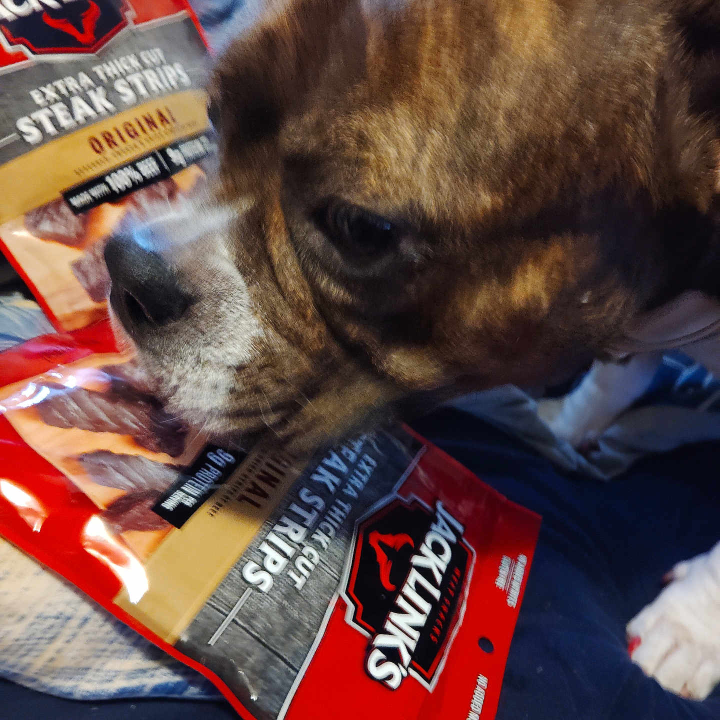 Roxy joined the competition — help win amazing prizes! animal, bed, bedding, blanket, brown_fur, canine, chewing, close_up, curious, dog, focus, food_package, indoor, jack_links, pet, sniffing, snout, steak_strips, texture, white_paw