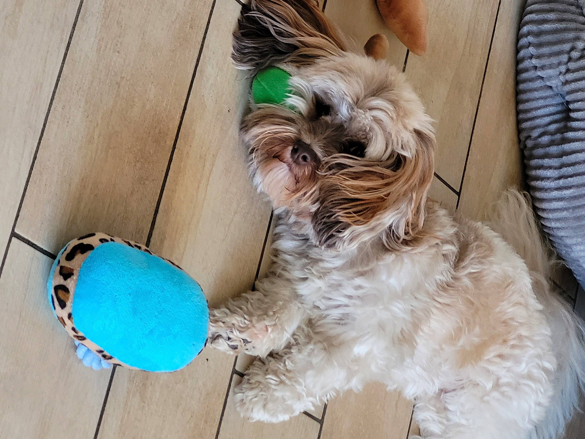 Rose a rejoint le concours — aidez-le/la à gagner de superbes lots ! carnivore, collar, companion_dog, dog, dog_breed, dog_clothes, dog_collar, dog_supply, electric_blue, eyewear, fashion_accessory, fawn, fur, liver, pet_supply, small_terrier, sporting_group, terrier, toy_dog, working_animal