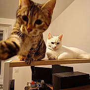 Artémis Et Freya a rejoint le concours — aidez-le/la à gagner de superbes lots ! cat, cats, tabby_cat, white_cat, pet, animal, paw, whiskers, ears, eyes, sitting, shelf, wood, indoors, home, office, computer, monitor, printer, portrait