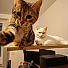 cat, cats, tabby_cat, white_cat, pet, animal, paw, whiskers, ears, eyes, sitting, shelf, wood, indoors, home, office, computer, monitor, printer, portrait