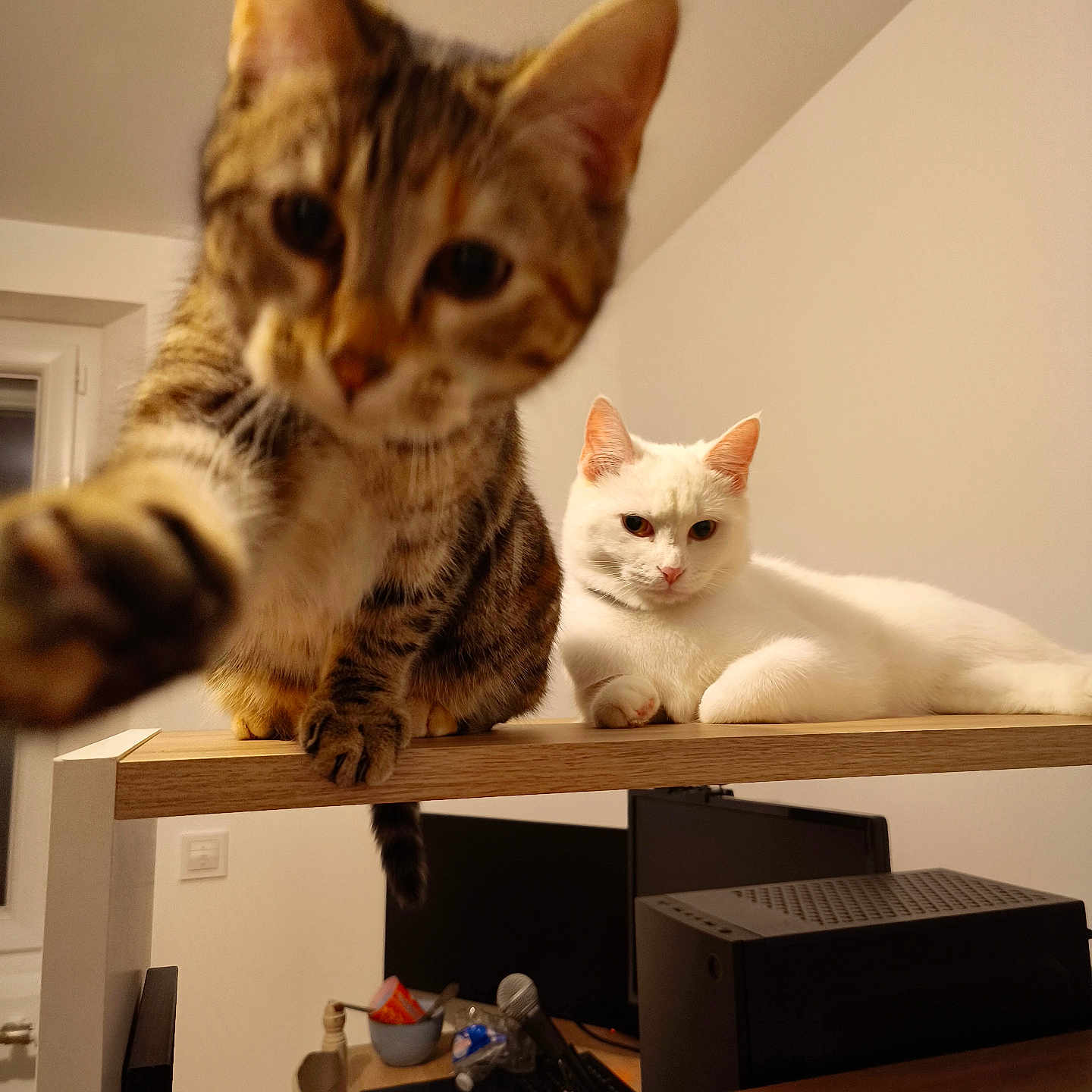 Artémis Et Freya a rejoint le concours — aidez-le/la à gagner de superbes lots ! cat, cats, tabby_cat, white_cat, pet, animal, paw, whiskers, ears, eyes, sitting, shelf, wood, indoors, home, office, computer, monitor, printer, portrait