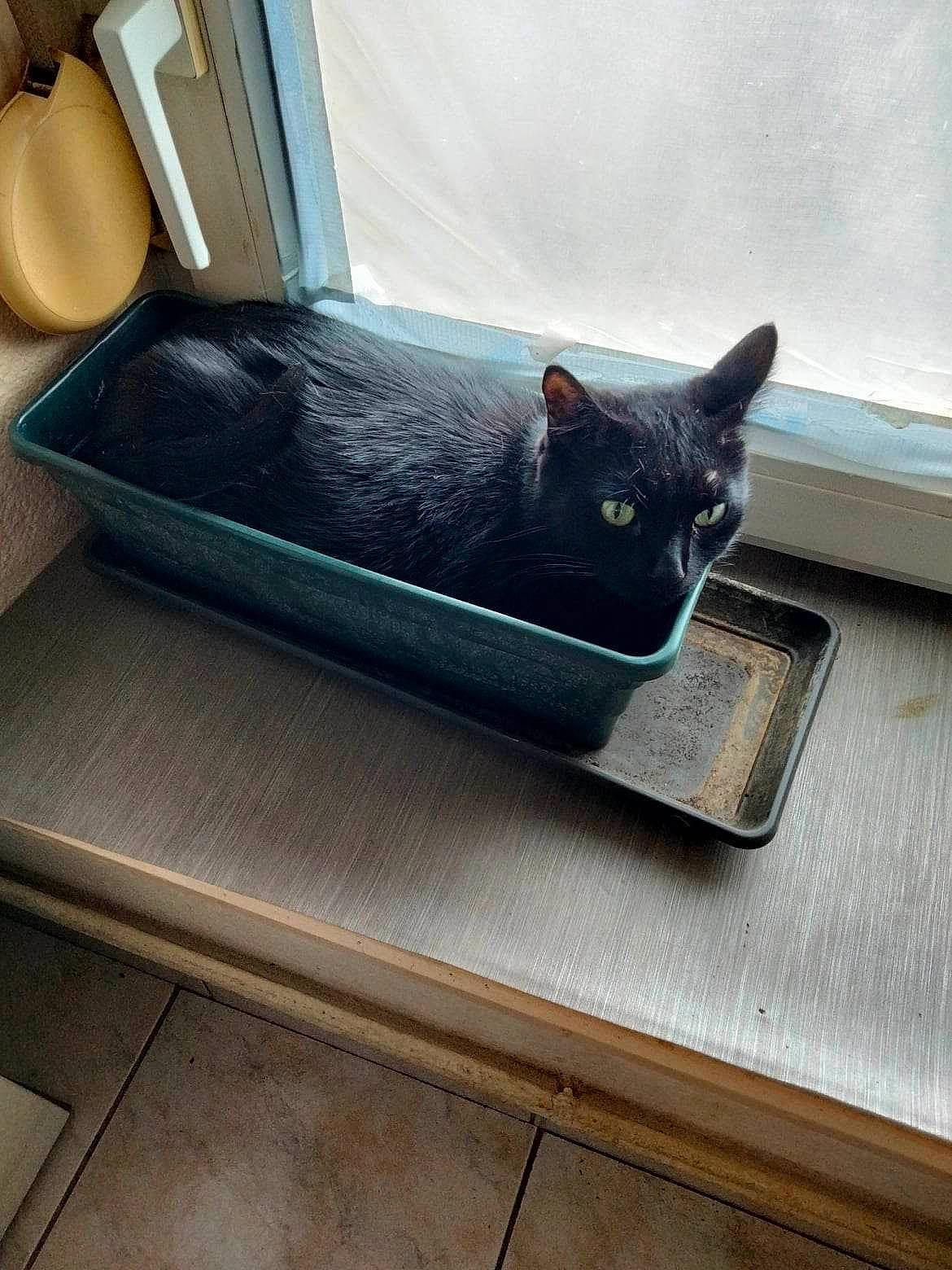 Tarzan a rejoint le concours — aidez-le/la à gagner de superbes lots ! black_cat, bombay, carnivore, cat, comfort, domestic_short_haired_cat, felidae, floor, flooring, fur, grey, hardwood, paper_towel, pet_supply, rectangle, small_to_medium_sized_cats, table, tail, whiskers, wood