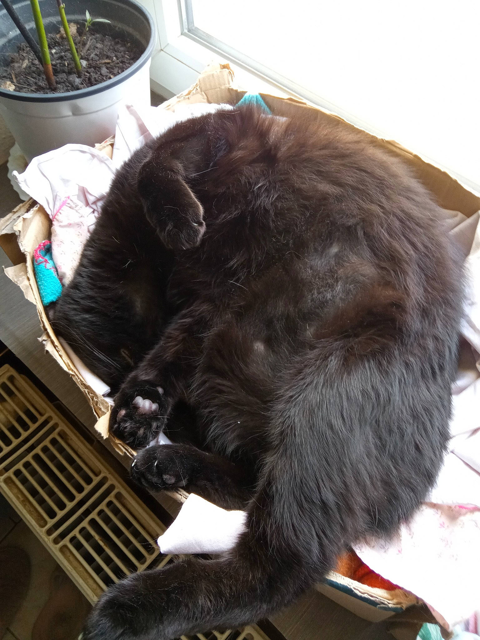 Tarzan participe au concours pour gagner de l'argent avec cette photo : bombay, canidae, carnivore, cat, claw, comfort, companion_dog, dog_breed, domestic_short_haired_cat, ear, felidae, fur, mammal, natural_material, small_to_medium_sized_cats, sporting_group, tail, terrestrial_animal, vertebrate, whiskers