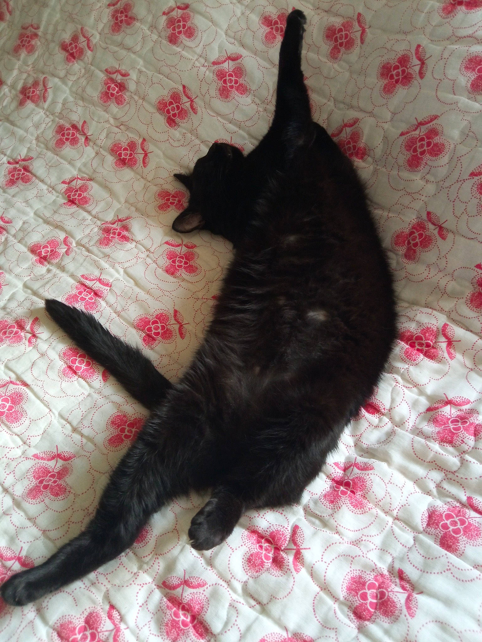 Tarzan a rejoint le concours — aidez-le/la à gagner de superbes lots ! black_cat, carnivore, cat, comfort, companion_dog, dog_breed, domestic_short_haired_cat, felidae, flooring, fur, linens, magenta, pattern, paw, pink, small_to_medium_sized_cats, tail, tints_and_shades, whiskers, woven_fabric