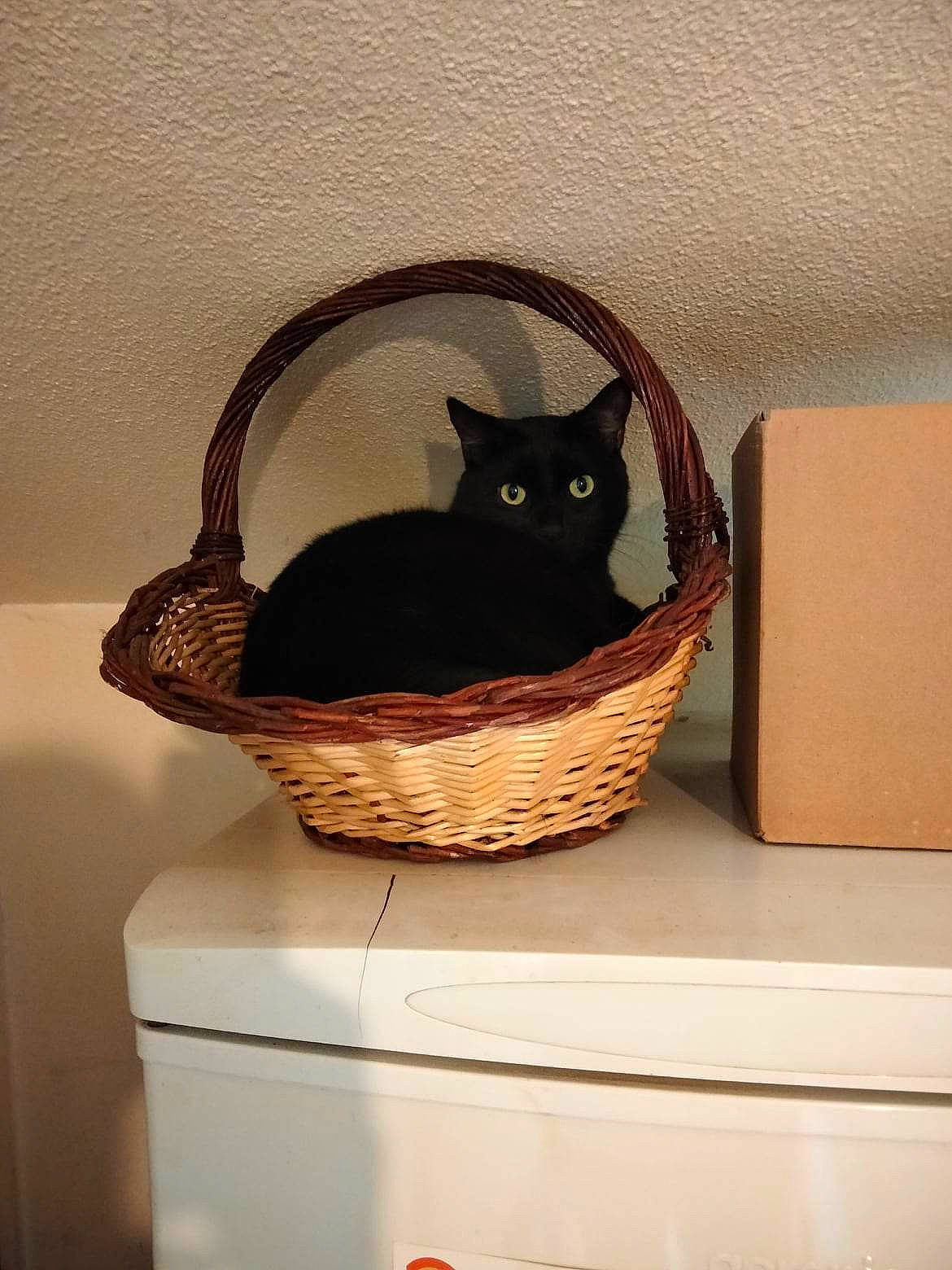 Tarzan a rejoint le concours — aidez-le/la à gagner de superbes lots ! bag, basket, black_cat, bombay, box, carnivore, carton, cat, cat_bed, cat_supply, domestic_short_haired_cat, felidae, grey, luggage_and_bags, material_property, pet_supply, shipping_box, small_to_medium_sized_cats, whiskers, wood