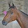 Acrostiche participe au concours pour gagner de l'argent avec cette photo :