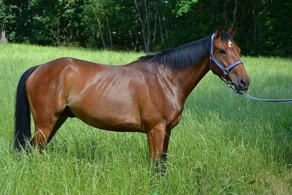 Acrostiche a rejoint le concours — aidez-le/la à gagner de superbes lots !