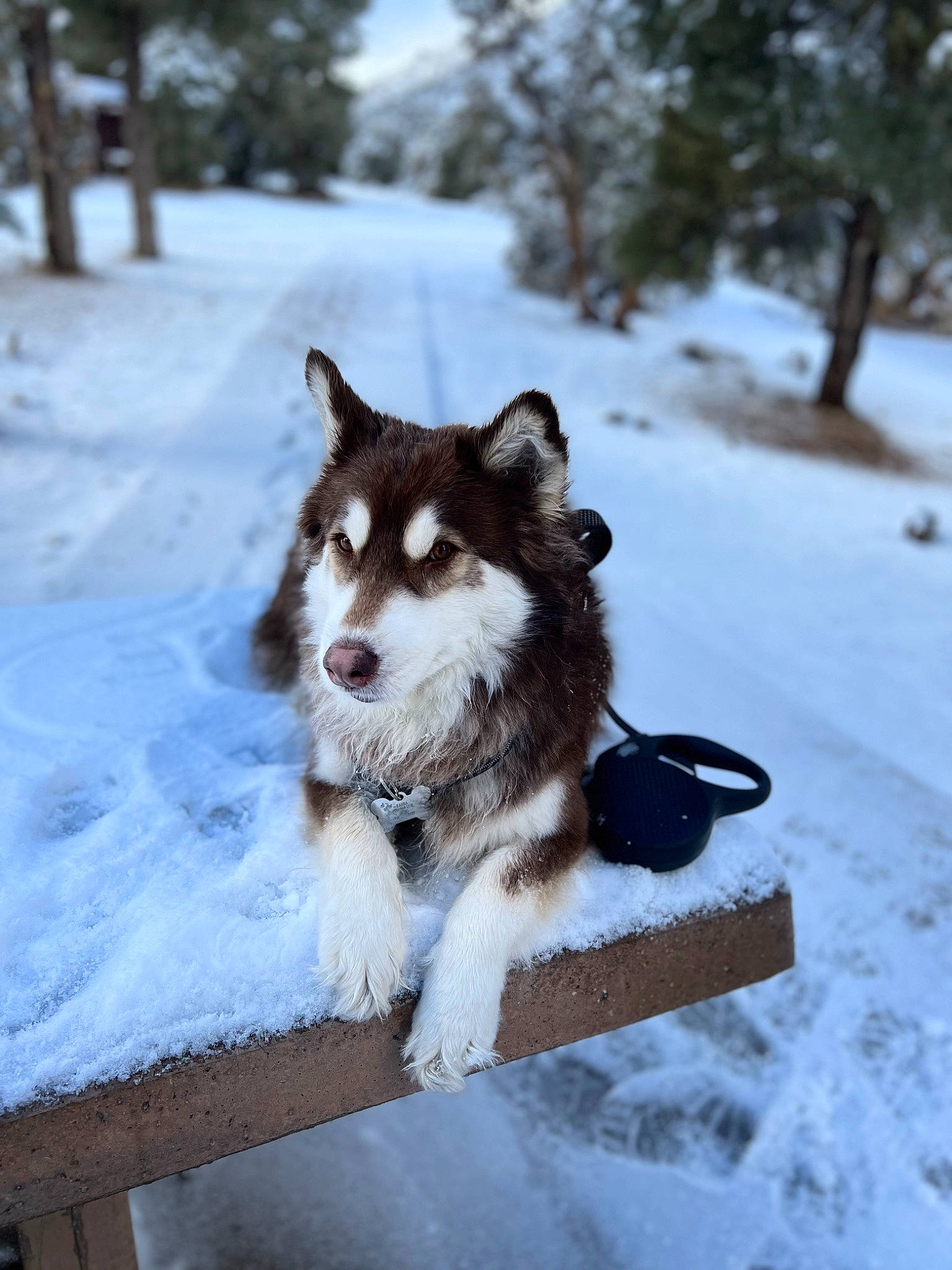 Mochi is registered to the contest to win money with this photo: ancient_dog_breeds, canidae, canis, carnivore, companion_dog, dog, dog_breed, freezing, fur, herding_dog, recreation, siberian_husky, sled_dog, snow, sporting_group, tree, winter, working_animal, working_dog
