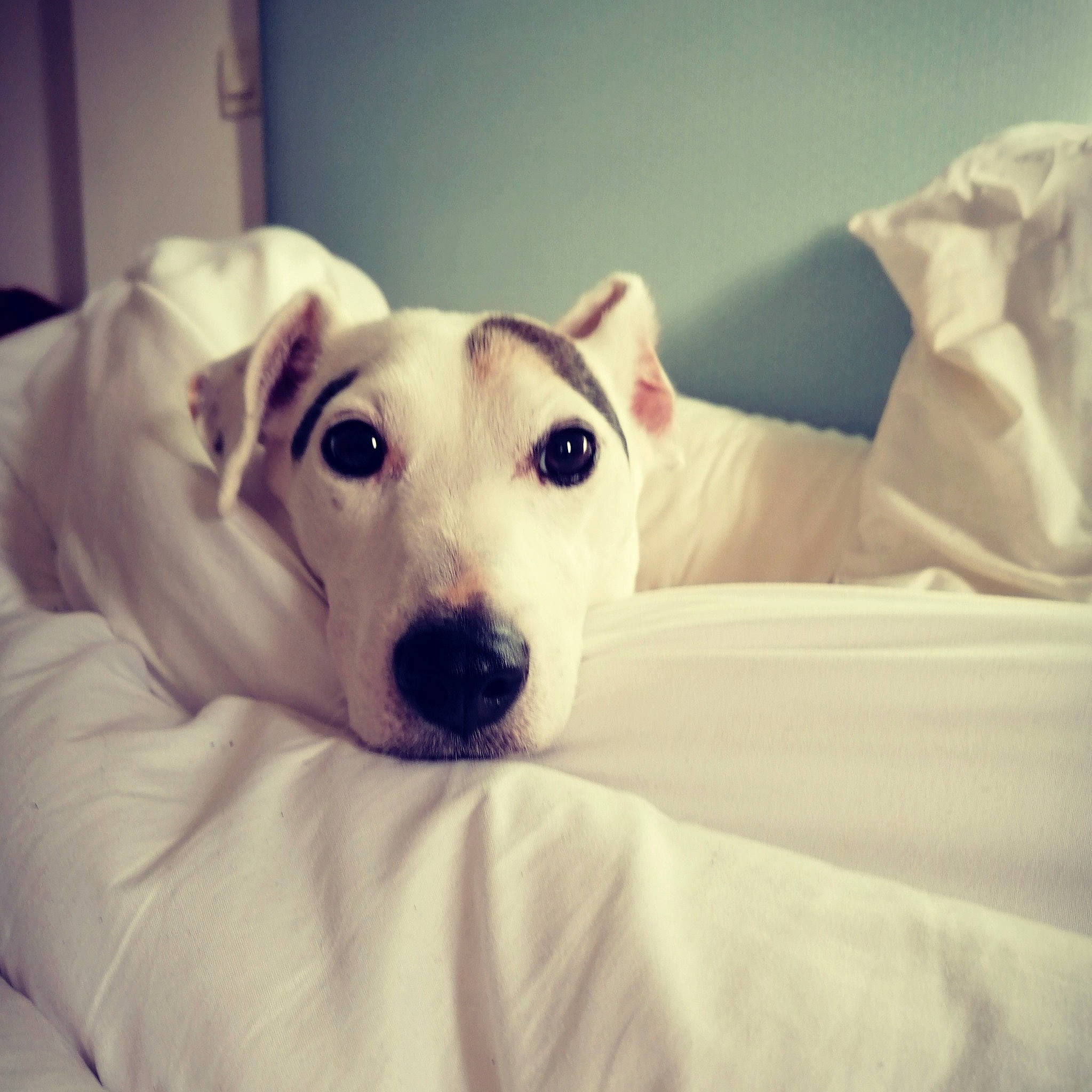 émile a rejoint le concours — aidez-le/la à gagner de superbes lots ! bed, bedding, carnivore, comfort, companion_dog, couch, dog, dog_breed, ear, eye, fawn, fur, gadget, linens, paw, puppy_love, snout, terrestrial_animal, whiskers, working_animal