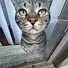 cat, tabby, green_eyes, close_up, glass_door, window, curious, pet, whiskers, ears, pink_nose, indoor, vertical_blinds, fur, face, animal, looking, doorframe, reflection, house