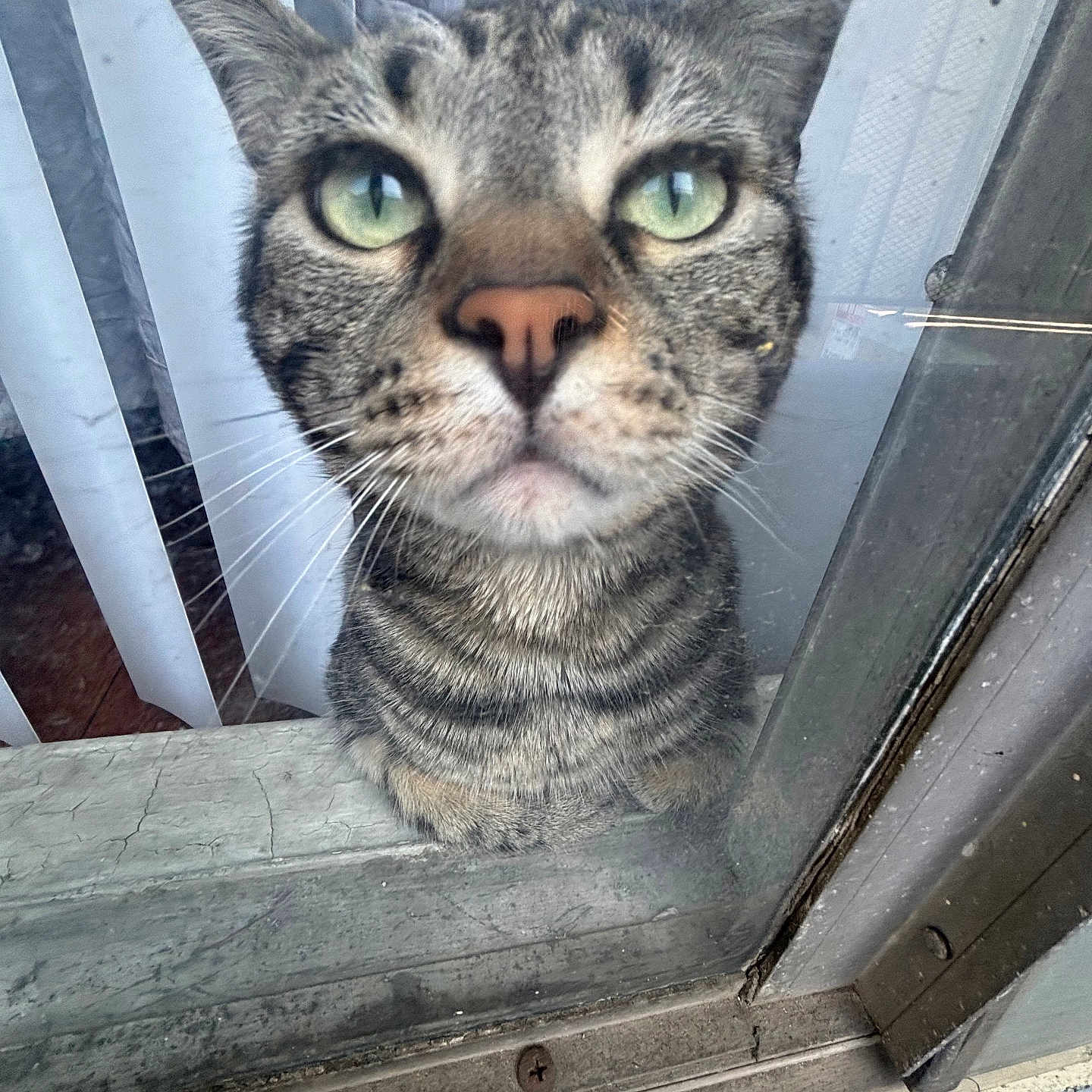 Gizmo joined the competition — help win amazing prizes! cat, tabby, green_eyes, close_up, glass_door, window, curious, pet, whiskers, ears, pink_nose, indoor, vertical_blinds, fur, face, animal, looking, doorframe, reflection, house