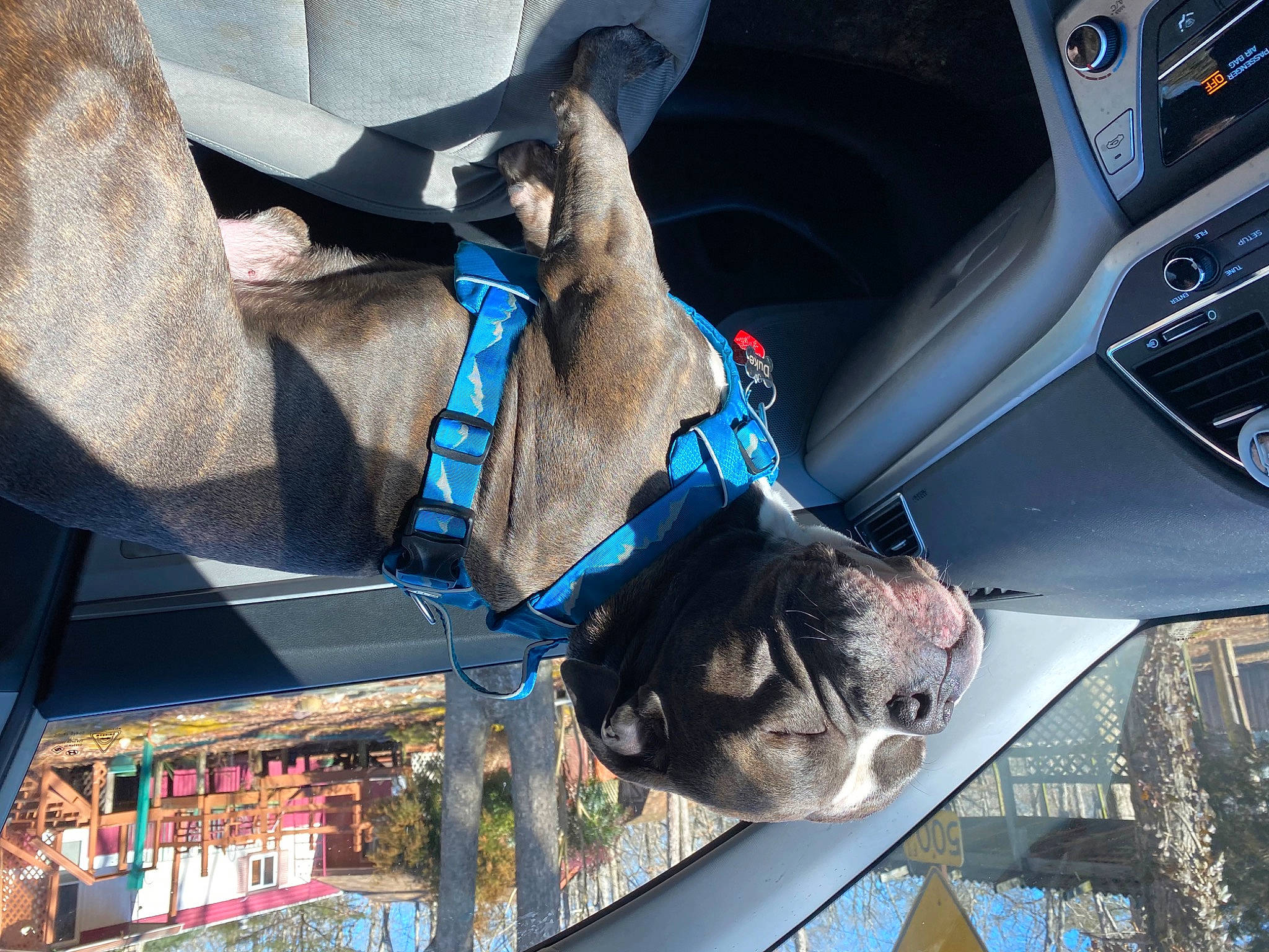 Duke joined the competition — help win amazing prizes! art, auto_part, automotive_exterior, car, electric_blue, fawn, hood, motor_vehicle, personal_luxury_car, plant, sculpture, snout, statue, sunglasses, tree, vehicle, vehicle_door, vertebrate, window, working_animal