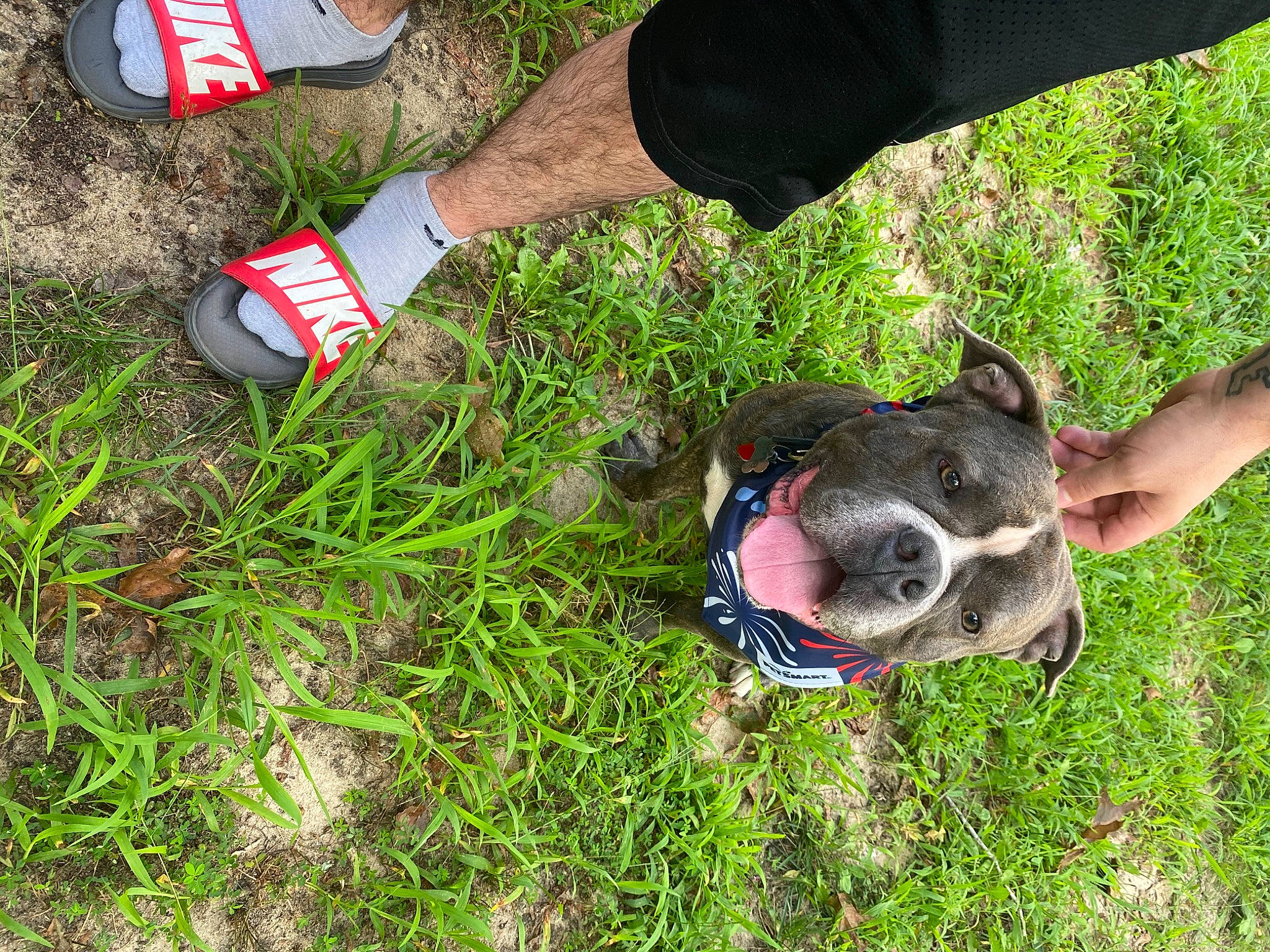 Duke joined the competition — help win amazing prizes! carmine, carnivore, collar, companion_dog, dog, dog_breed, dog_collar, fashion_accessory, fawn, foot, grass, human_leg, leash, people_in_nature, plant, soil, sporting_group, sunglasses, walking_shoe, working_animal