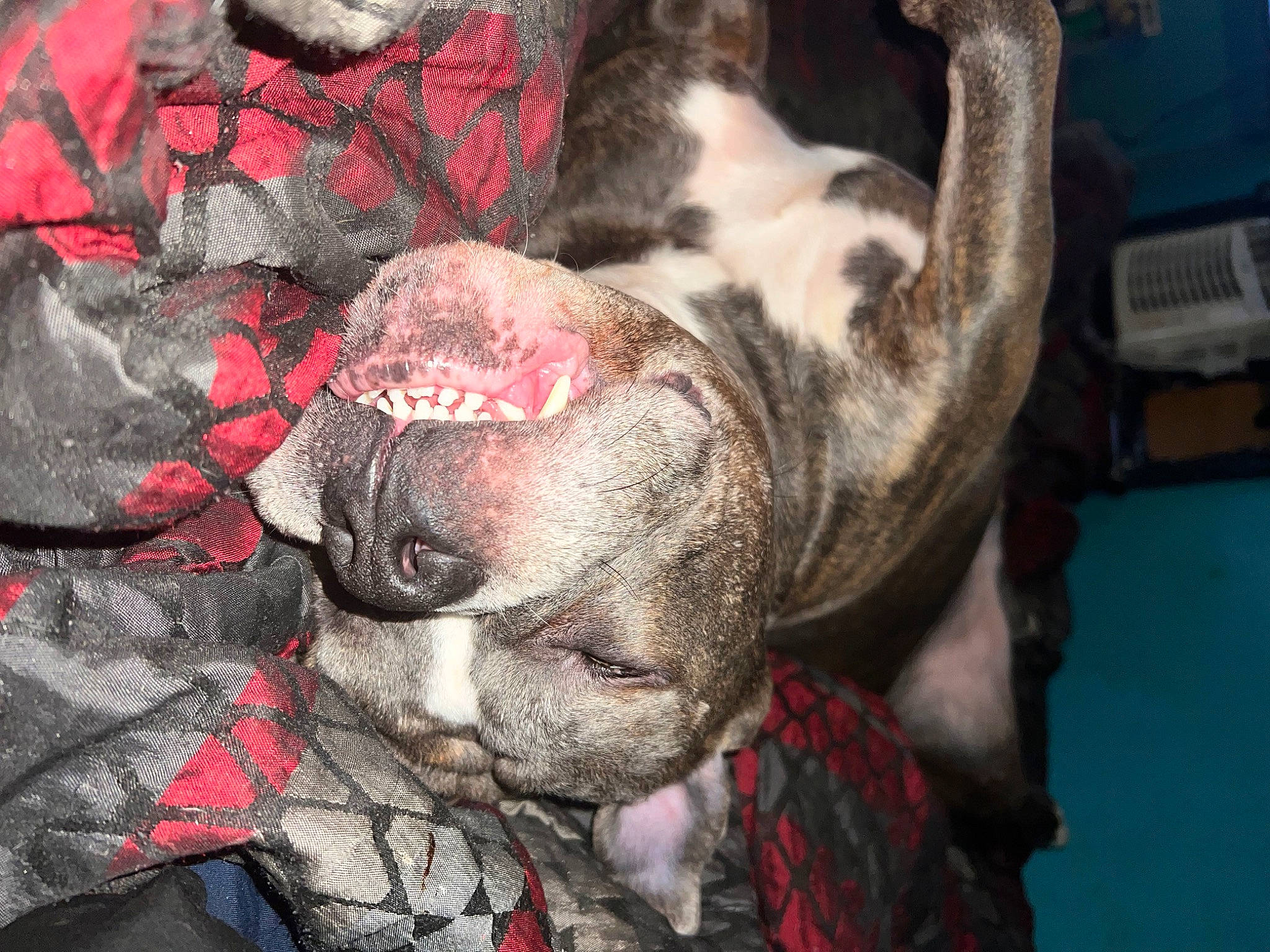 Duke joined the competition — help win amazing prizes! canidae, carmine, carnivore, companion_dog, dog, dog_breed, fawn, flesh, fur, grey, non_sporting_group, pattern, snout, sporting_group, tartan, toy_dog, whiskers, working_animal, wrinkle