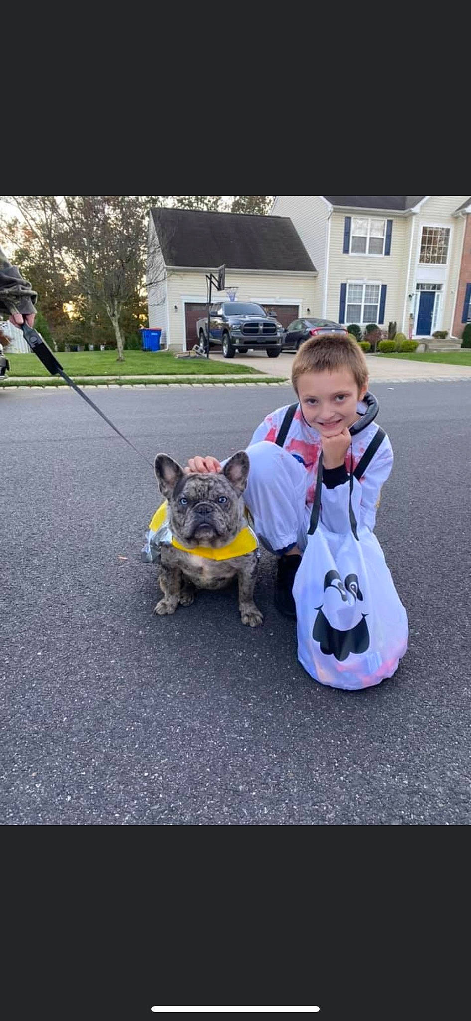 Airhead is registered to the contest to win money with this photo: asphalt, car, carnivore, collar, companion_dog, dog, dog_breed, dog_clothes, dog_collar, fashion_accessory, fawn, grass, leash, plant, road_surface, smile, toy_dog, tree, wheel, window