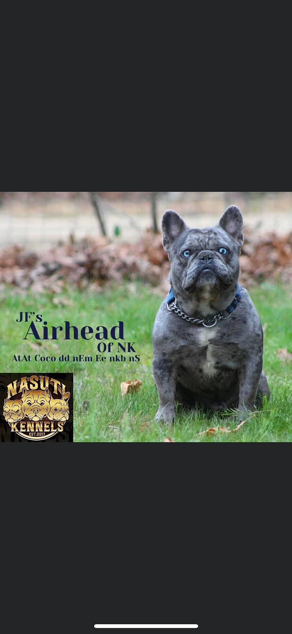 Airhead is registered to the contest to win money with this photo: art, canidae, carnivore, companion_dog, dog, dog_breed, fawn, felidae, grass, plant, sculpture, snout, soil, sporting_group, terrestrial_animal, terrestrial_plant, tree, trunk, whiskers, wildlife