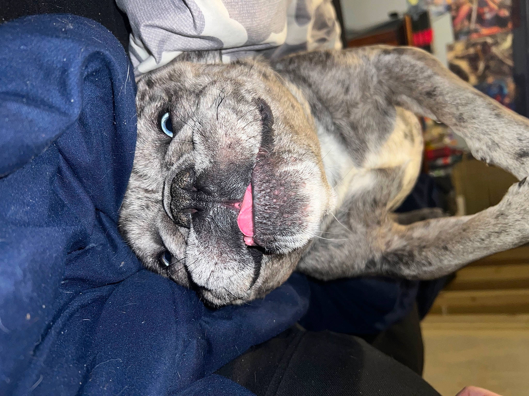 Airhead is registered to the contest to win money with this photo: canidae, carnivore, claw, collar, companion_dog, dog, dog_breed, ear, electric_blue, fawn, felidae, fur, jaw, paw, snout, sporting_group, terrestrial_animal, whiskers, working_animal, wrinkle