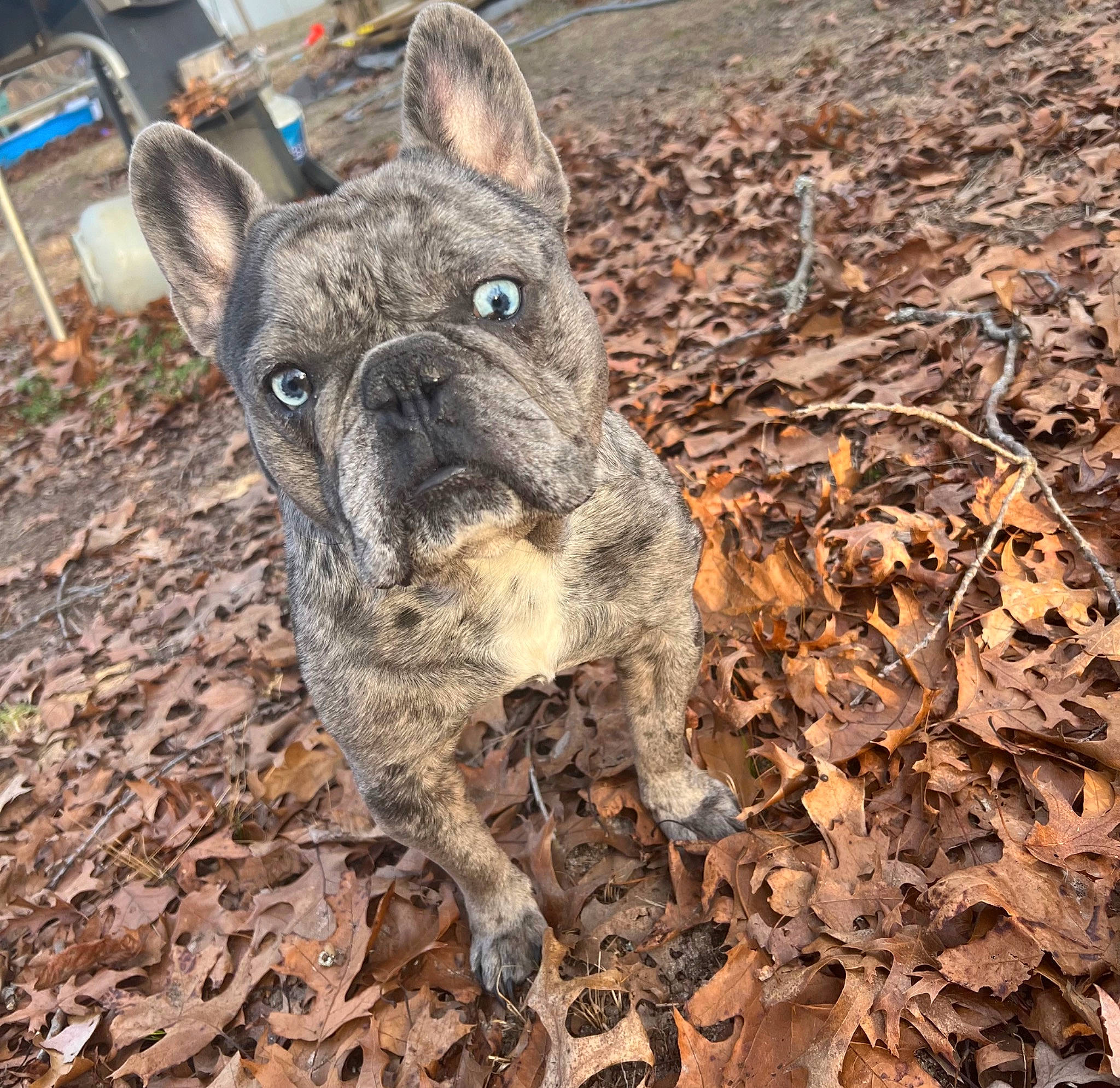 Airhead joined the competition — help win amazing prizes! adventure, bulldog, canidae, carnivore, collar, companion_dog, dog, dog_breed, fawn, french_bulldog, grass, non_sporting_group, soil, sporting_group, terrestrial_animal, toy_dog, whiskers, working_animal, wrinkle