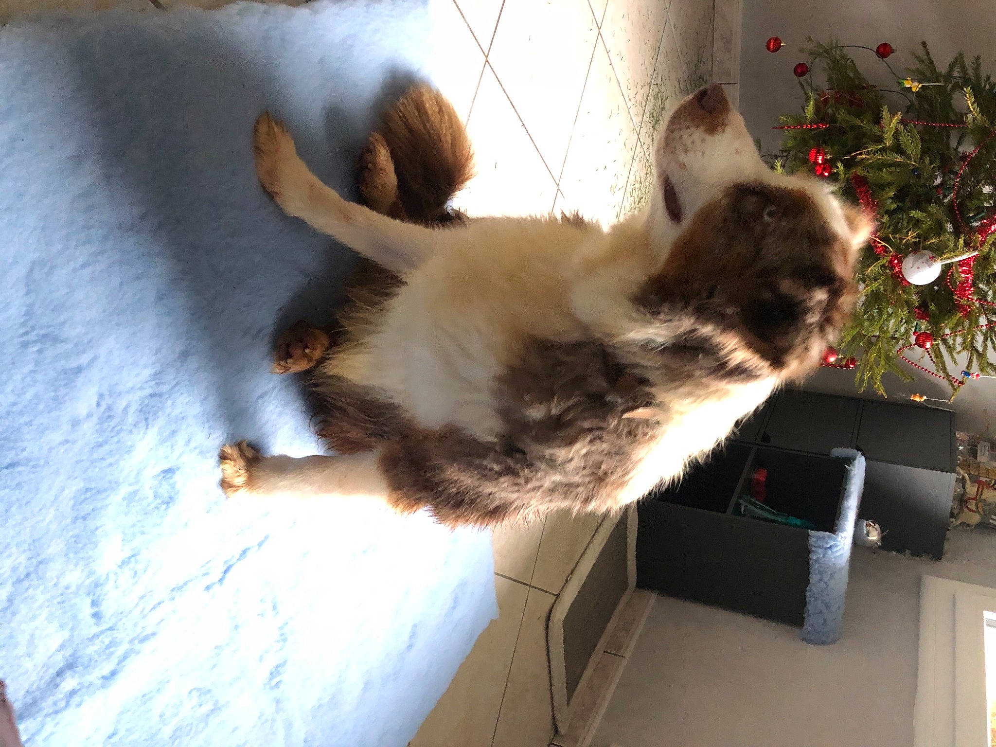 Geisha participe au concours pour gagner de l'argent avec cette photo : carnivore, cat, christmas, christmas_decoration, christmas_ornament, felidae, foot, fur, holiday_ornament, ornament, paw, shadow, small_to_medium_sized_cats, tail, toe, vertebrate, whiskers