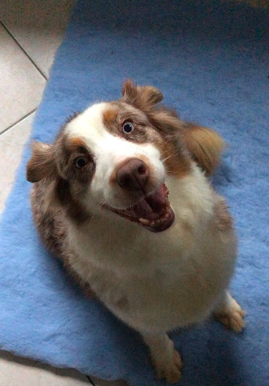 Geisha a rejoint le concours — aidez-le/la à gagner de superbes lots ! ancient_dog_breeds, beige, canidae, carnivore, companion_dog, dog, dog_breed, fawn, floor, flooring, fur, liver, snout, sporting_group, tail, terrestrial_animal, tile, vertebrate, whiskers, working_animal