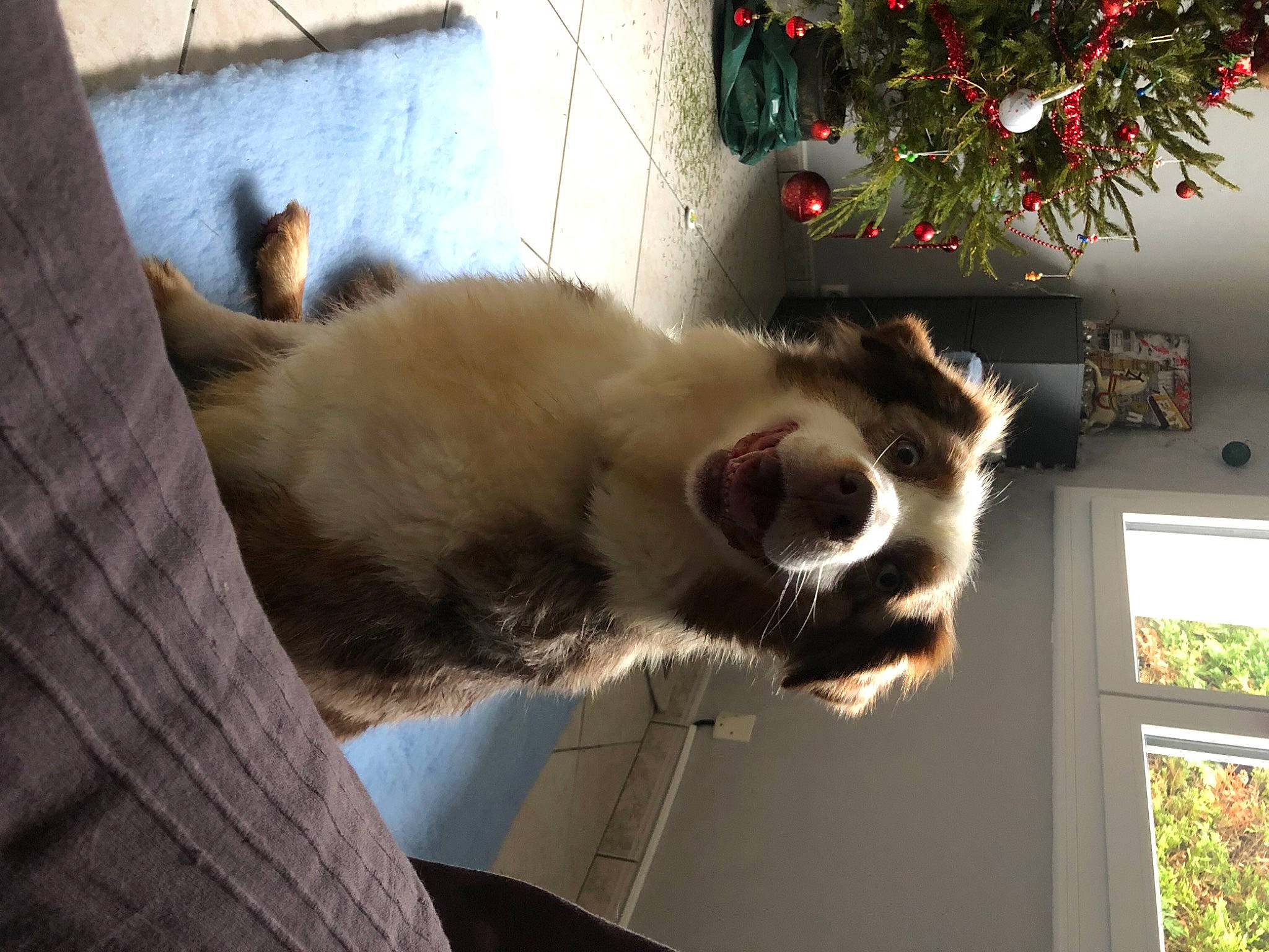 Geisha participe au concours pour gagner de l'argent avec cette photo : carnivore, cat, christmas, christmas_decoration, christmas_eve, christmas_ornament, daylighting, felidae, fur, holiday, holiday_ornament, home, interior_design, ornament, paw, small_to_medium_sized_cats, snout, terrestrial_animal, vertebrate, whiskers