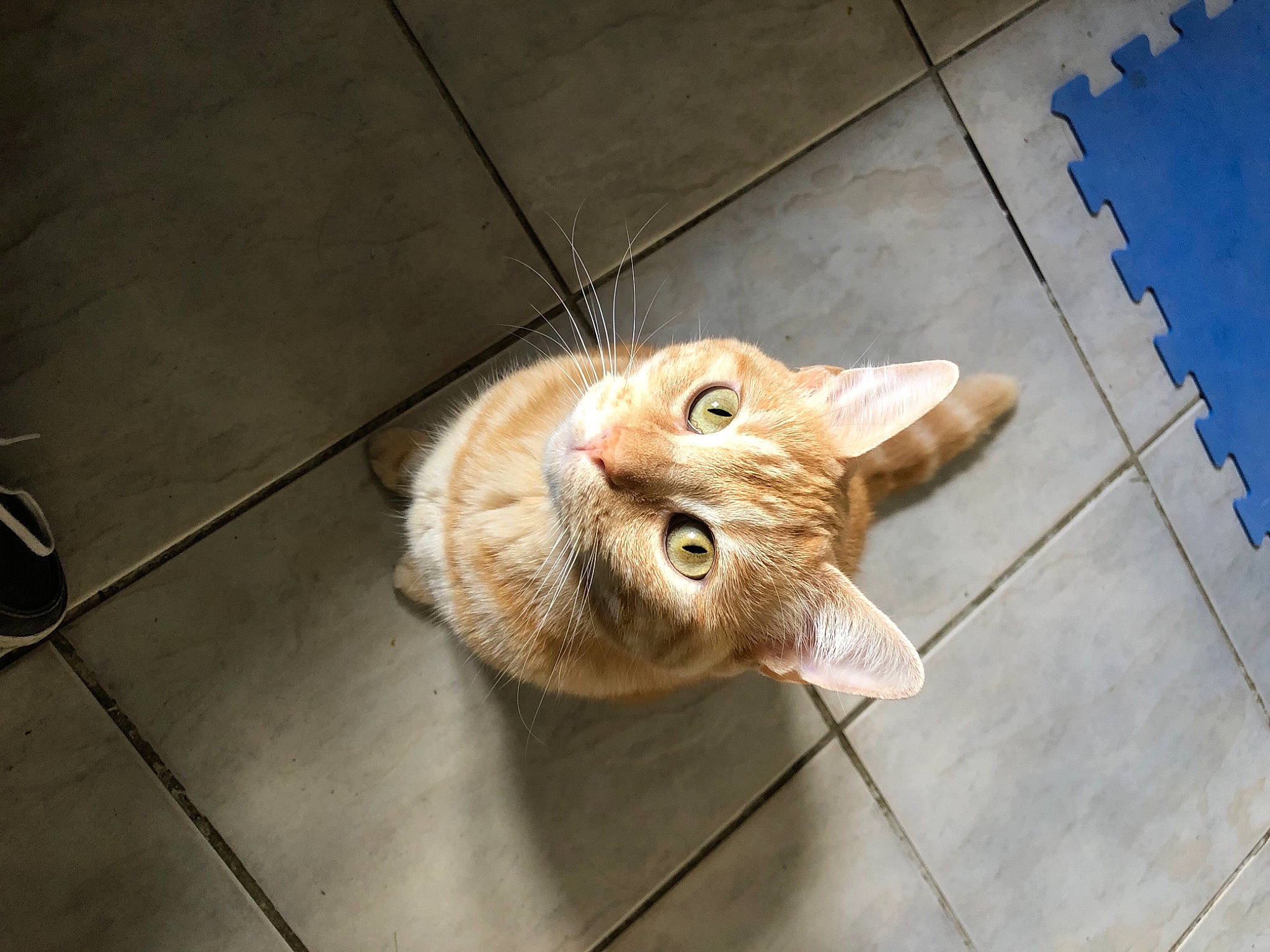 Champa participe au concours pour gagner de l'argent avec cette photo : carnivore, cat, domestic_short_haired_cat, fawn, felidae, flagstone, floor, flooring, fur, slipper, small_to_medium_sized_cats, snout, tabby_cat, tile, tile_flooring, whiskers