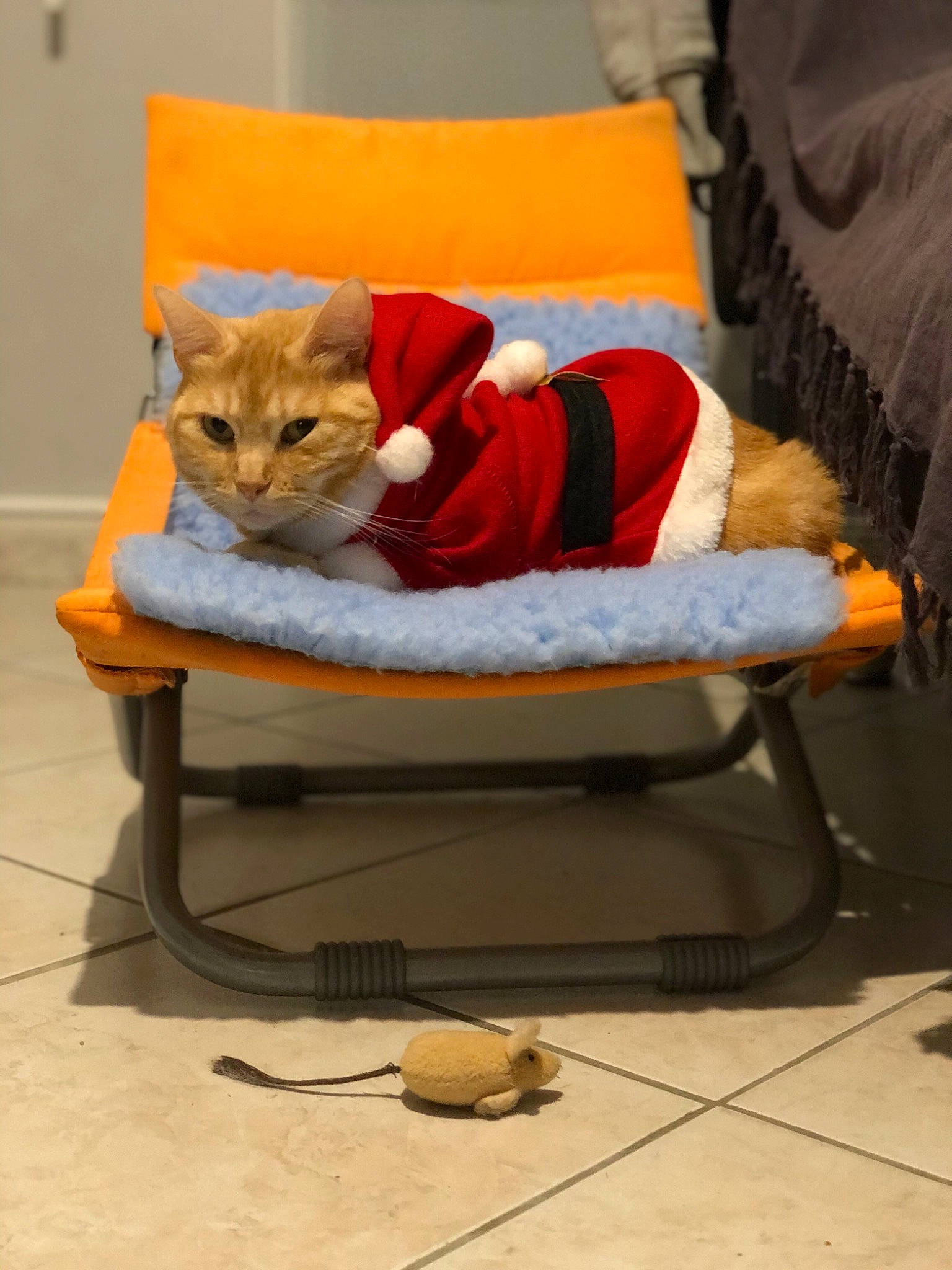 Champa a rejoint le concours — aidez-le/la à gagner de superbes lots ! armrest, carnivore, cat, cat_bed, cat_furniture, cat_supply, comfort, cushion, domestic_short_haired_cat, felidae, pet_supply, pillow, small_to_medium_sized_cats, throw_pillow, tile, vertebrate, whiskers