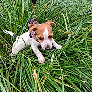 Pongo a rejoint le concours — aidez-le/la à gagner de superbes lots ! dog, puppy, jack_russell, small_dog, white_fur, brown_fur, black_fur, floppy_ears, leash, collar, outdoor, grass, tall_grass, garden, greenery, nature, animal, portrait, hanging, playful