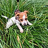 dog, puppy, jack_russell, small_dog, white_fur, brown_fur, black_fur, floppy_ears, leash, collar, outdoor, grass, tall_grass, garden, greenery, nature, animal, portrait, hanging, playful