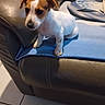 Pongo a rejoint le concours — aidez-le/la à gagner de superbes lots ! puppy, dog, brown_and_white, small_dog, pet, animal, sitting, portrait, indoors, living_room, recliner, leather_chair, blue_blanket, tile_floor, home, cute, floppy_ears, white_fur, brown_patches, photography