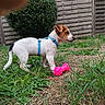 Pongo a rejoint le concours — aidez-le/la à gagner de superbes lots ! dog, jack_russell, puppy, outdoor, backyard, garden, grass, wooden_fence, harness, blue_harness, pink_toy, rubber_toy, standing, profile, short_hair, white_fur, brown_patches, animal, pet, playtime