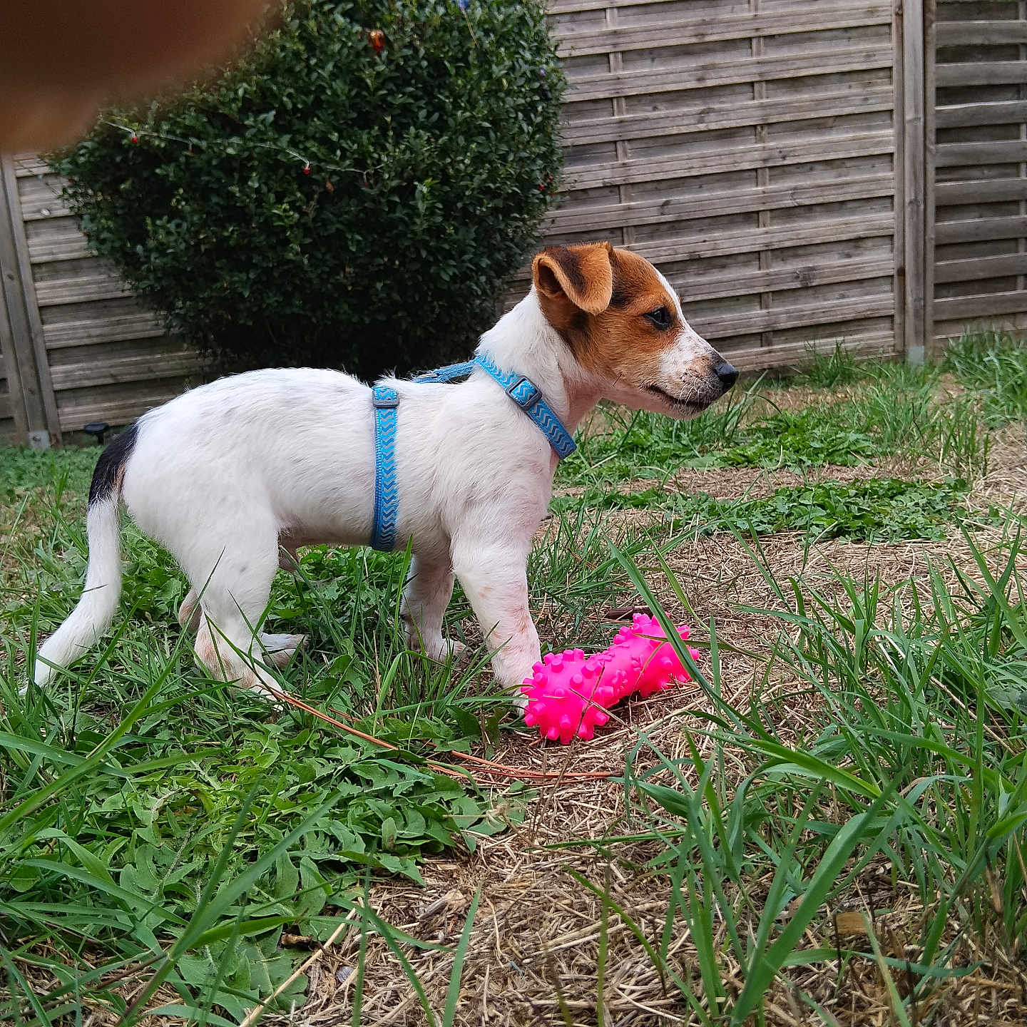 Pongo a rejoint le concours — aidez-le/la à gagner de superbes lots ! dog, jack_russell, puppy, outdoor, backyard, garden, grass, wooden_fence, harness, blue_harness, pink_toy, rubber_toy, standing, profile, short_hair, white_fur, brown_patches, animal, pet, playtime