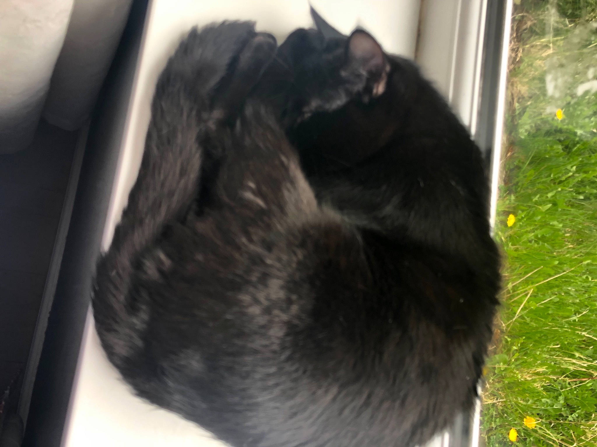 Keith is registered to the contest to win money with this photo: black_cat, canidae, carnivore, cat, claw, dog_breed, felidae, fur, herbaceous_plant, liver, plant, small_to_medium_sized_cats, snout, sporting_group, tail, terrestrial_animal, whiskers