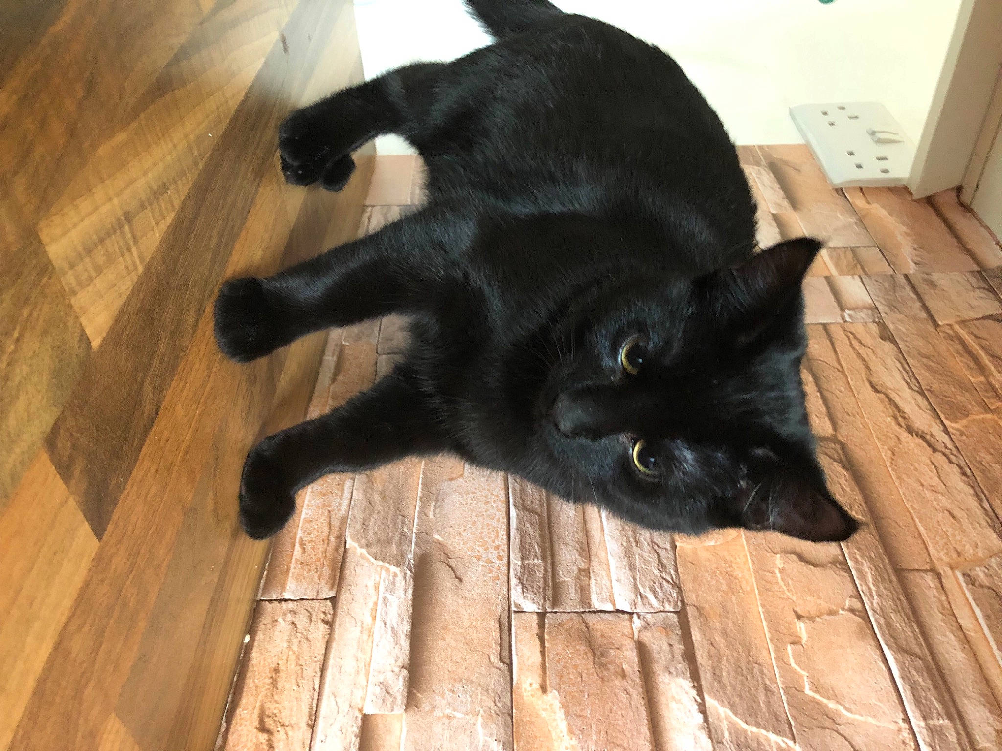 Keith joined the competition — help win amazing prizes! black_cat, bombay, carnivore, cat, dog_breed, domestic_short_haired_cat, felidae, floor, flooring, fur, hardwood, laminate_flooring, plank, small_to_medium_sized_cats, snout, tail, whiskers, wood, wood_flooring, wood_stain