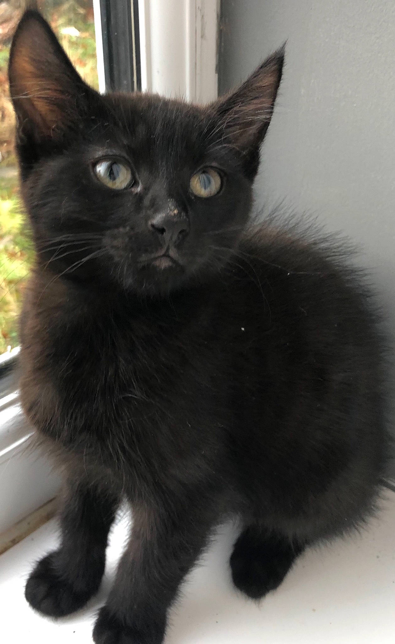 Keith is registered to the contest to win money with this photo: black_cat, bombay, carnivore, cat, claw, domestic_short_haired_cat, felidae, fur, grey, paw, small_to_medium_sized_cats, snout, tail, terrestrial_animal, whiskers